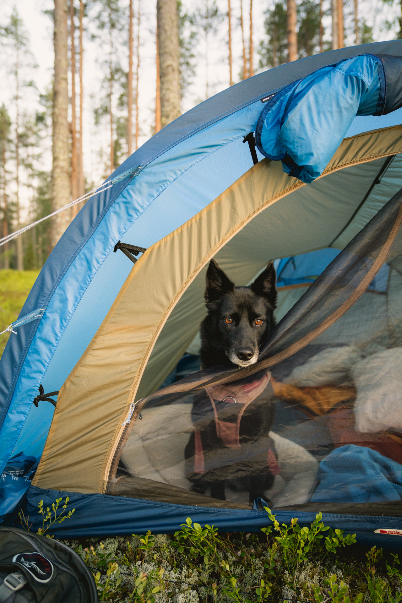 luontokuvaus-brändikuvaus-rovaniemi-11